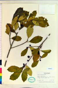 Ilex x attenuata image