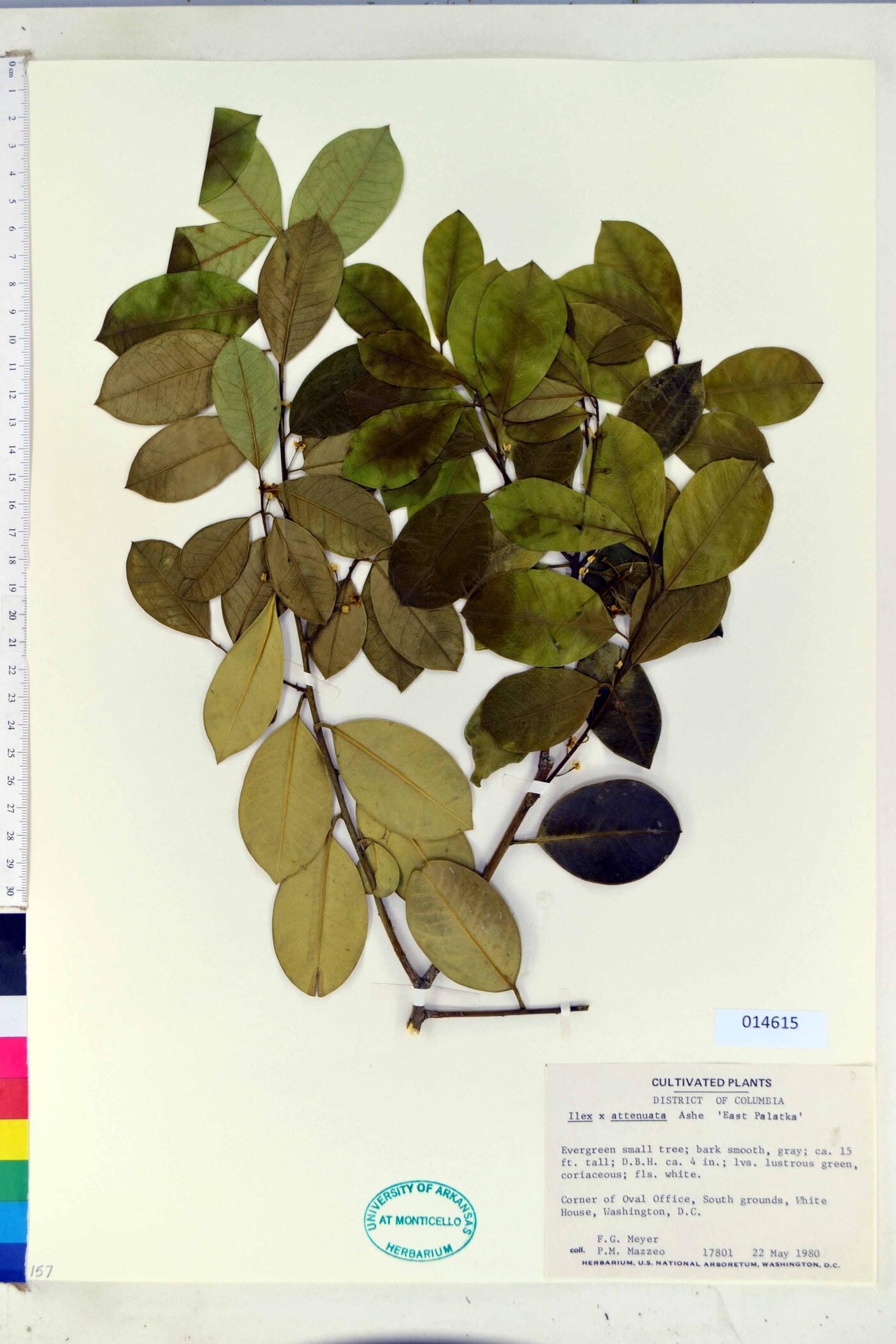 Ilex x attenuata image