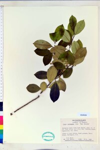 Ilex x attenuata image