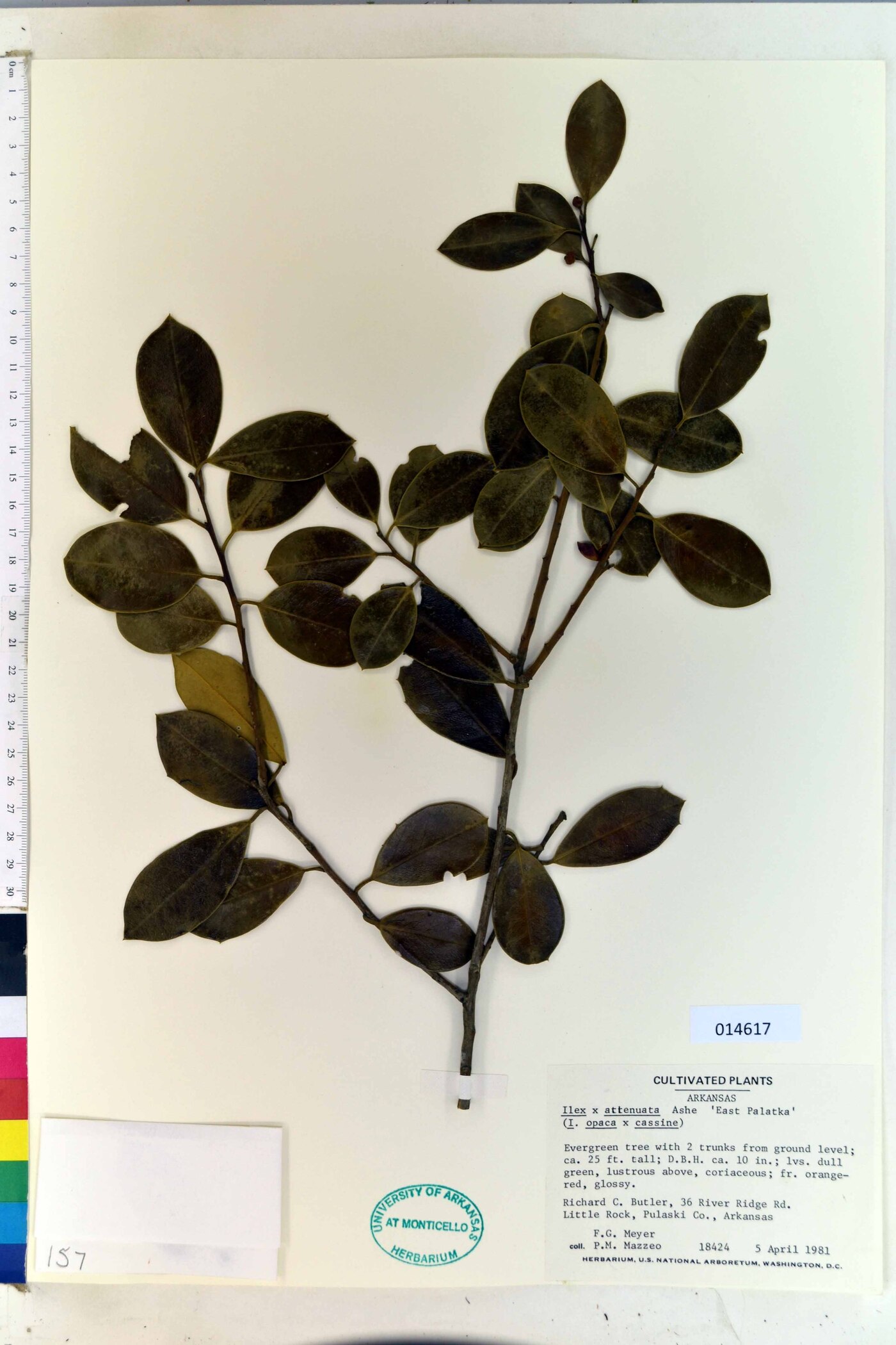 Ilex x attenuata image