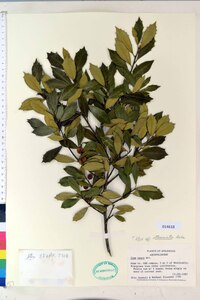 Ilex pseudoumbelliformis image