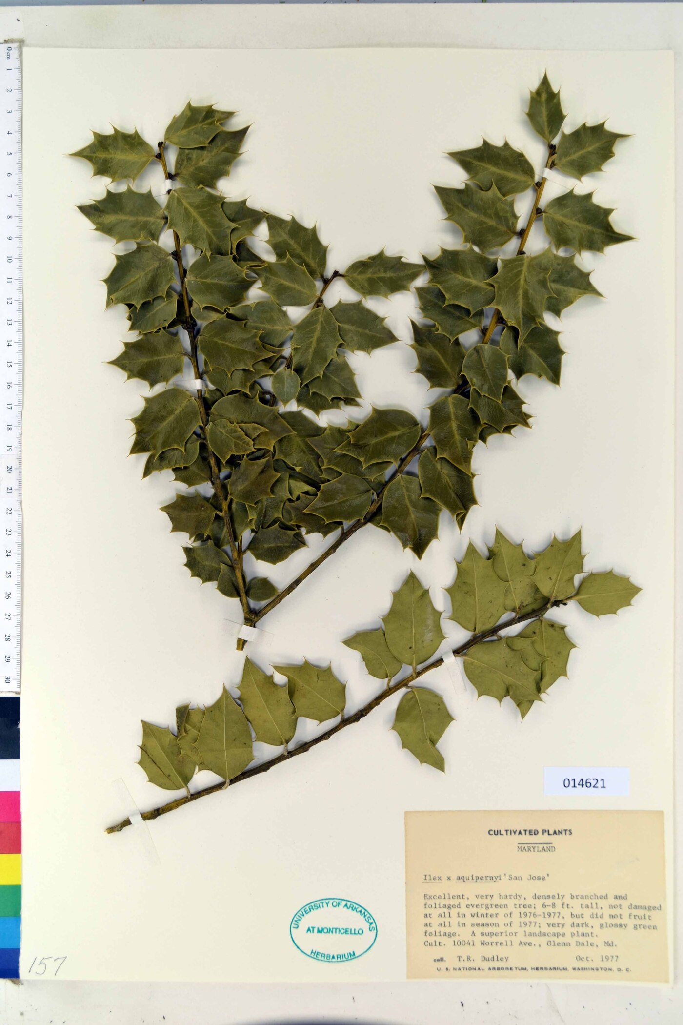 Ilex aquipernyi image