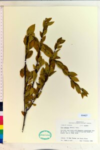 Ilex ambigua image