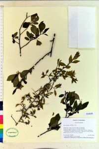 Ilex ambigua image