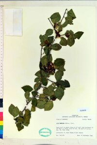 Ilex ambigua image