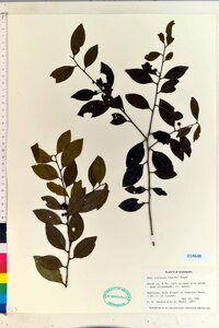 Ilex coriacea image