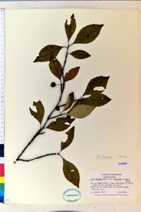 Ilex longipes image