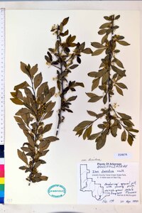 Ilex decidua var. decidua image