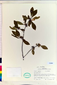 Ilex decidua var. decidua image