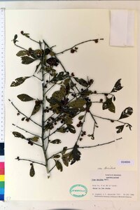 Ilex decidua var. decidua image