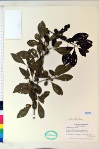 Ilex decidua var. decidua image