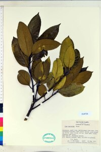 Ilex latifolia image