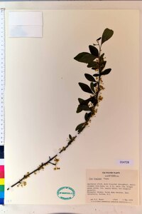 Ilex longipes image