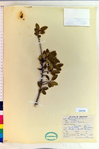 Ilex vomitoria image