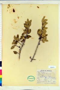 Ilex vomitoria image