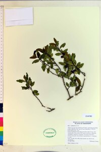 Ilex vomitoria image