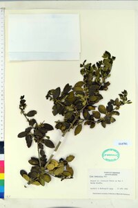 Ilex vomitoria image