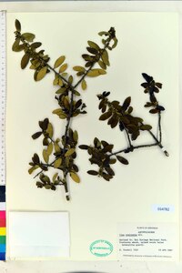 Ilex vomitoria image