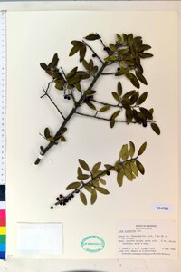 Ilex vomitoria image