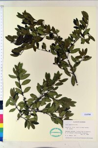 Ilex vomitoria image