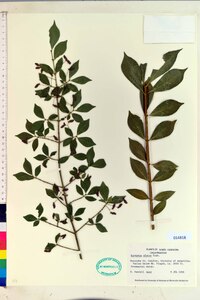 Euonymus alatus image