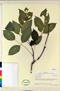 Staphylea trifolia image