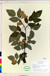 Staphylea trifolia image