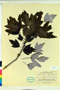 Acer rubrum var. tridens image