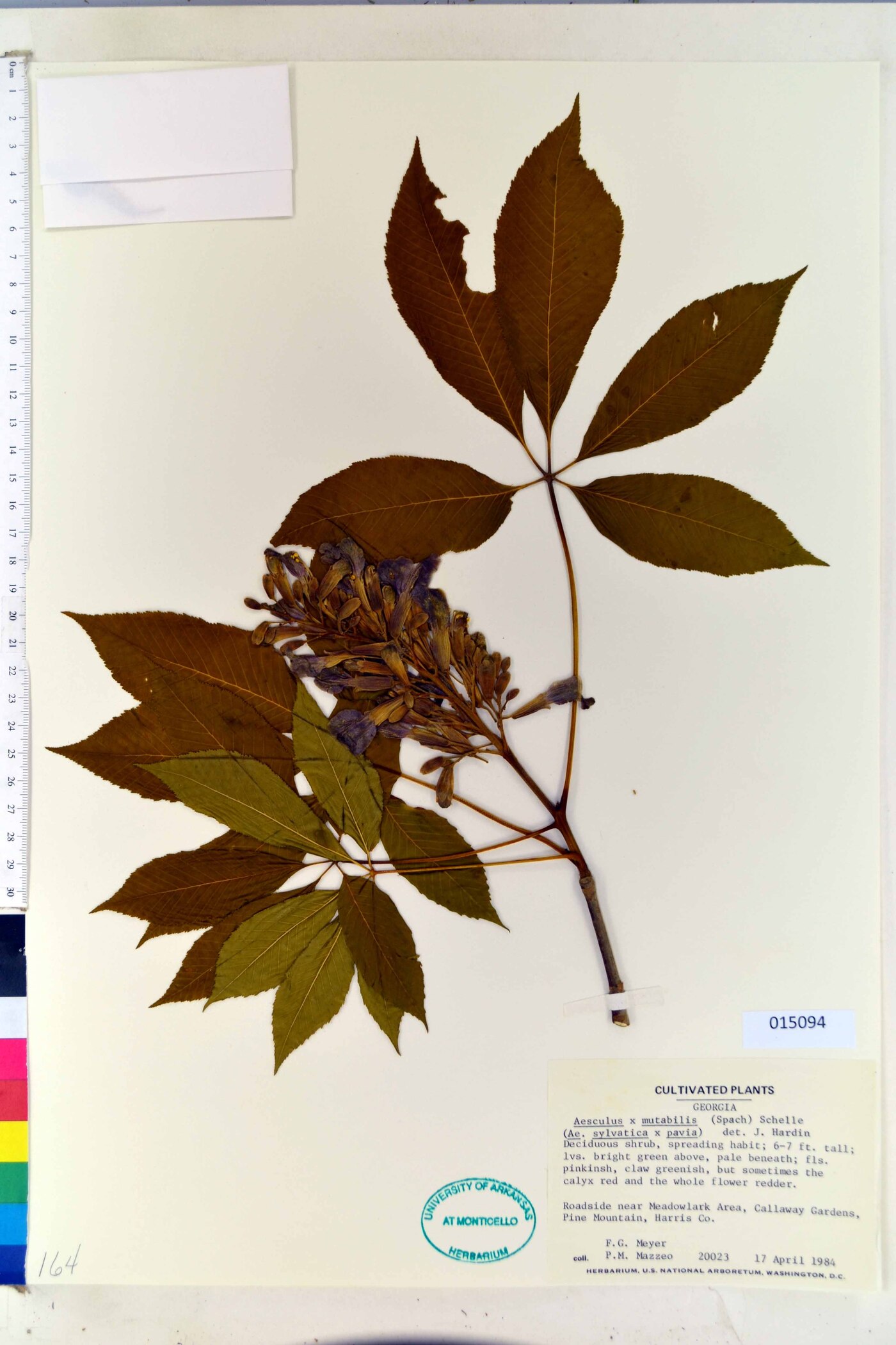 Aesculus x mutabilis image