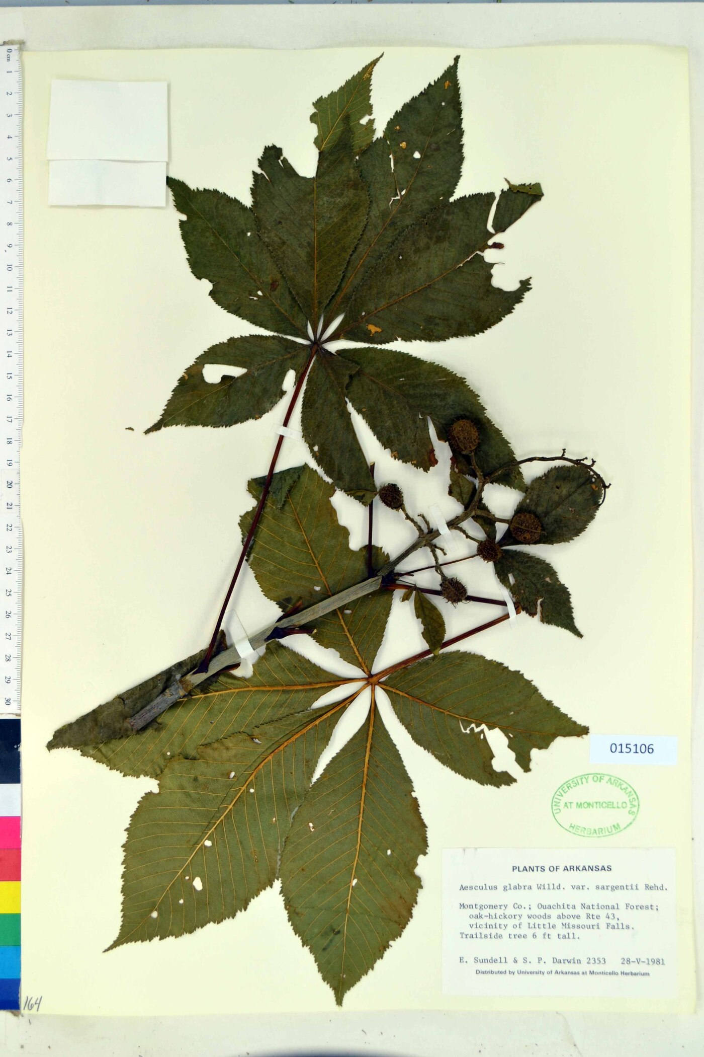 Aesculus glabra var. sargentii image