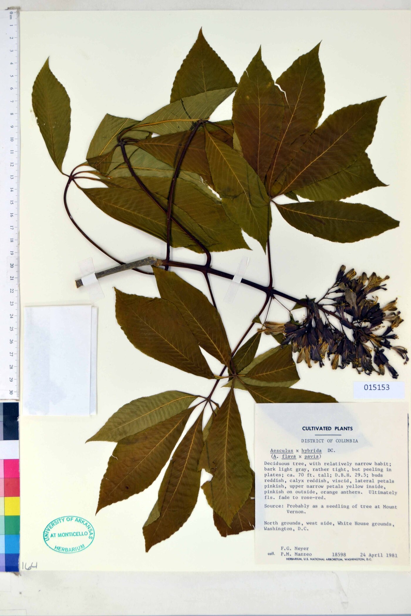 Aesculus x hybrida image