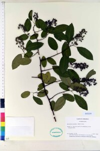 Berchemia scandens image