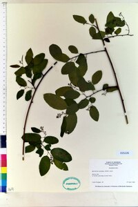 Berchemia scandens image