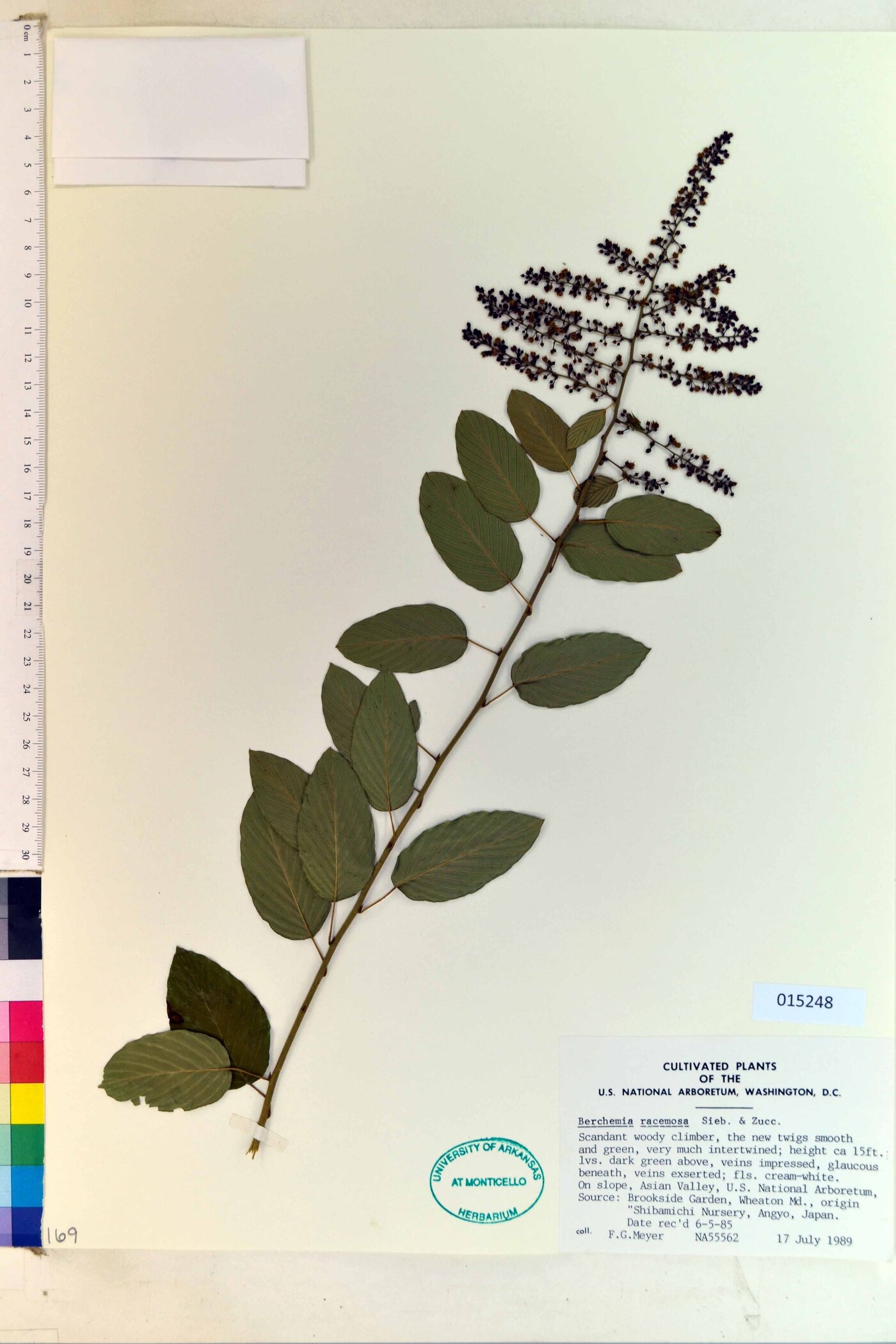 Berchemia racemosa image