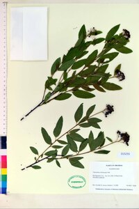 Ceanothus herbaceus image