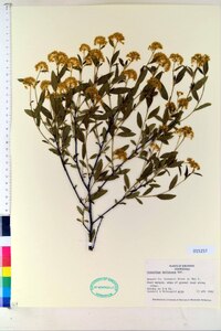 Ceanothus herbaceus image