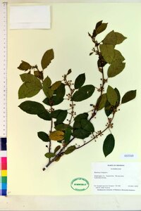 Frangula alnus image