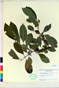 Rhamnus davurica subsp. davurica image