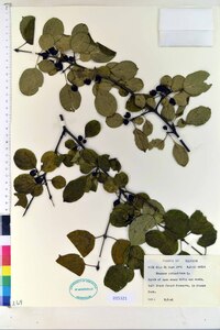 Rhamnus cathartica image