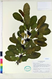 Frangula californica image