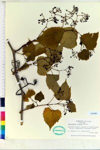 Ampelopsis cordata image