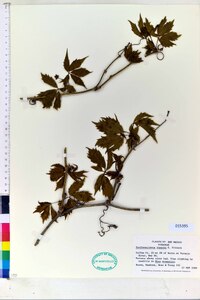 Parthenocissus inserta image