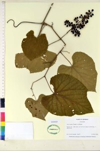 Vitis cinerea image