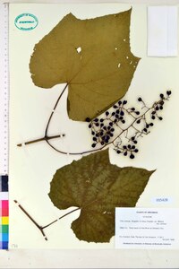 Vitis cinerea var. cinerea image