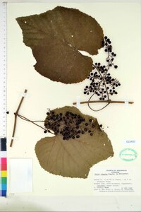 Vitis cinerea image