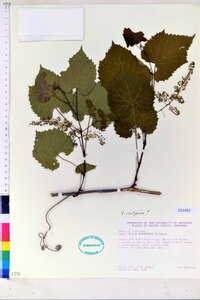 Vitis vulpina image