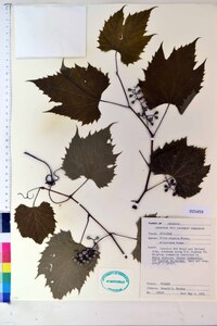 Vitis riparia image