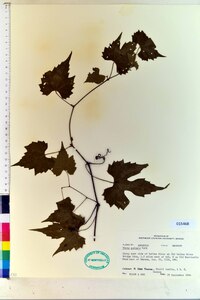 Vitis palmata image