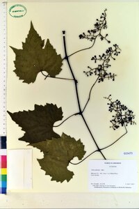 Vitis palmata image