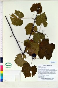 Vitis rotundifolia image